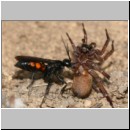 Anoplius viaticus - wegwespe-32.jpg